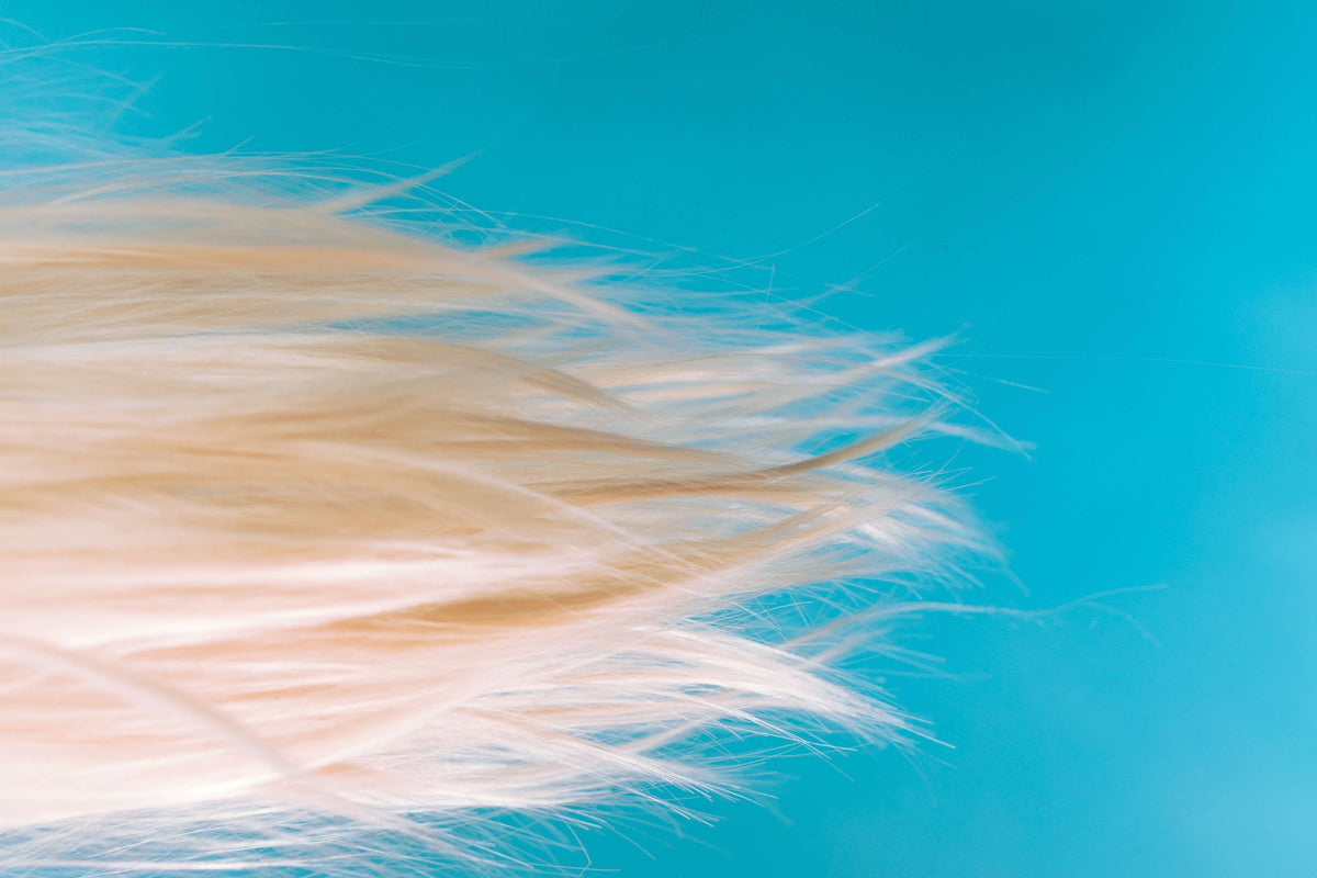 blonde hair blue background